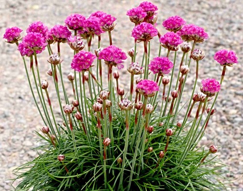 Grasnelke samen armeria - samen,,