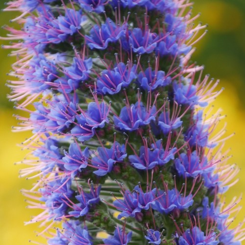 2000 samen natternkopf echium - 2000,