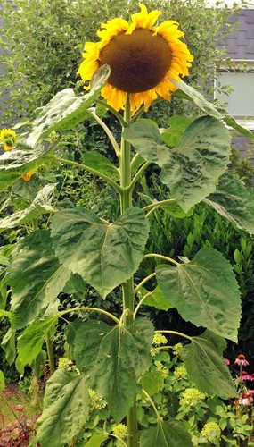 Riesensonnenblumen 30 -  riesensonnenblumen, !