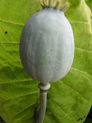 Echter schlafmohn 1000 frische - schlafmohn,