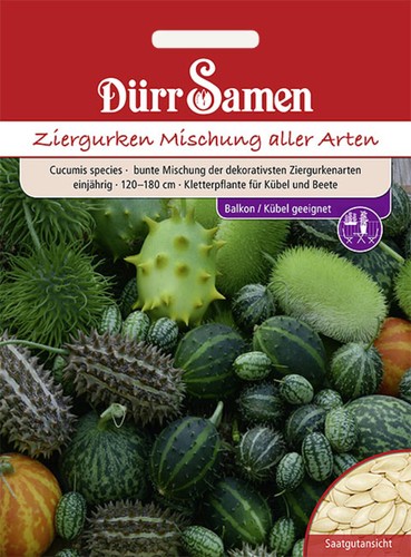 Ziergurken bunte mischung - ziergurken,