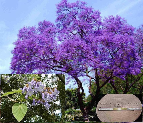 Extra clean paulownia - clean,