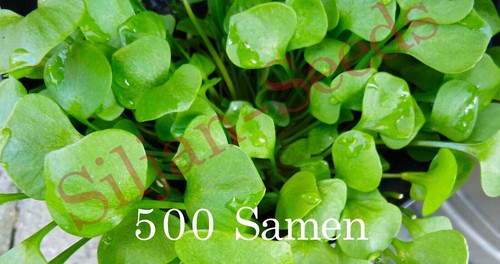 500 samen winterportulak - 500,