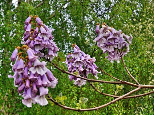 Blauglockenbaum paulownia - blauglockenbaum, -paulownia
