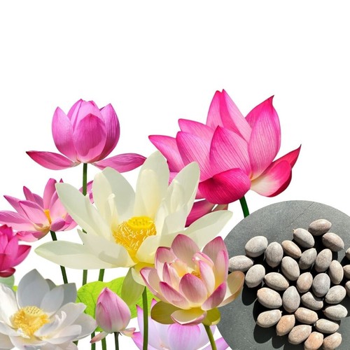 Stk premium lotus - 30, stk.