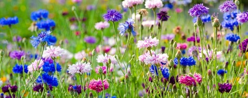 500 samen kornblumen mix - samen,
