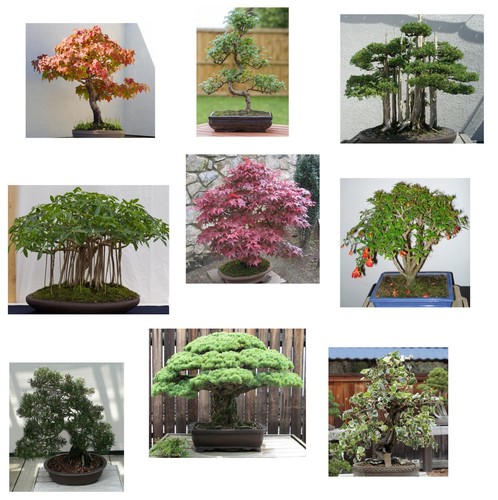 Samen bonsai profi - profi, exoten