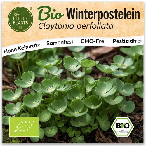 Winterpostelein samen - winterpostelein,