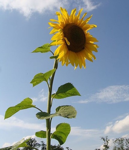 Super blumen samen riesen - super,