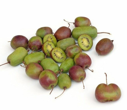 Samen von der mini kiwi - samen,