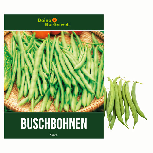 Buschbohnen saxa samen - buschbohnen,