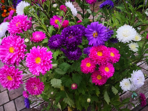 1000 samen sommeraster bunte - samen,