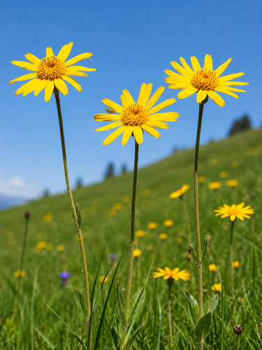 Arnica montana 300 - arnica, montana,