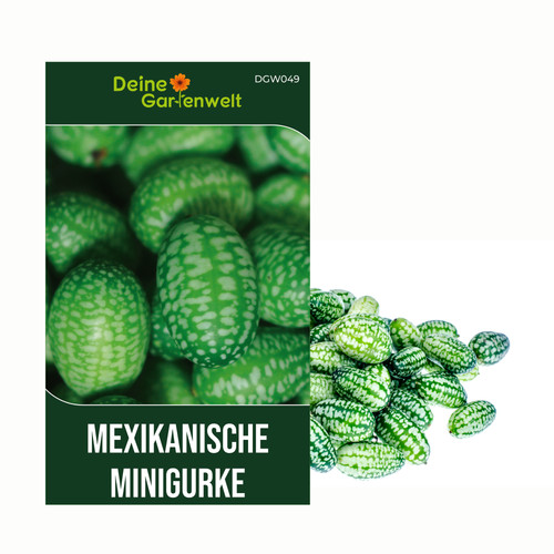 Mexikanische minigurke samen - minigurke,