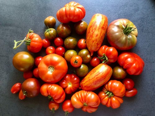 Tomatensamen alte sorten - -,