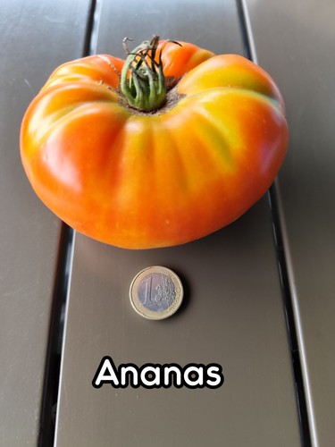 Tomatensamen ananas - tomatensamen, |