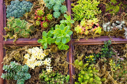 Sedum mischung fetthenne - sedum,
