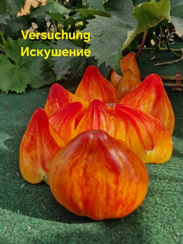 Tomatensamen versuchung - tomatensamen,