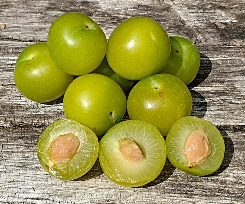 Prunus cerasifera samen - cerasifera,