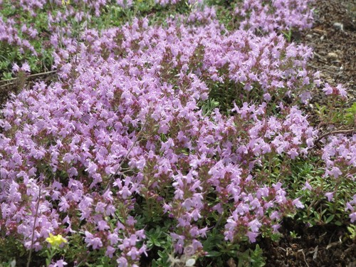 1000 samen thymus serpyllum - samen,
