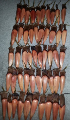 Samen von der - araucaria,, syn
