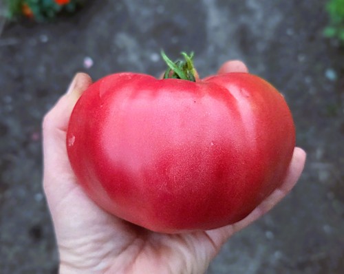 Ochsenherz rosa tomaten - ochsenherz,