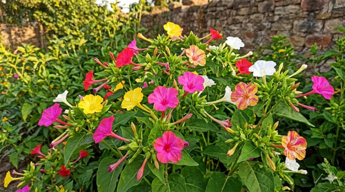 Die bunte wunderblume - die,