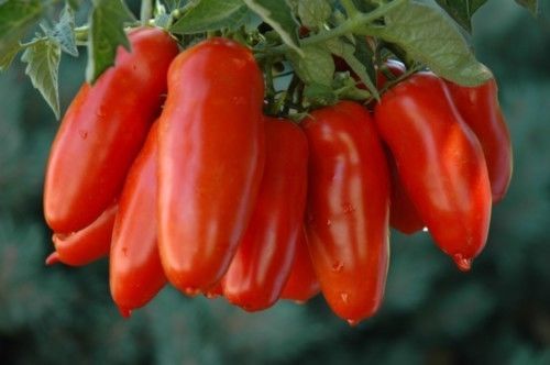 Italienische tomate samen - italienische,