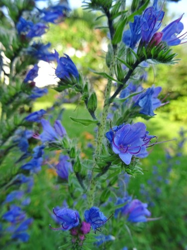 Echium vulgare natternkopf - echium,