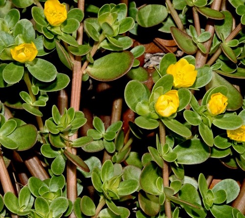 Portulak samen portulaca - portulak, samen,