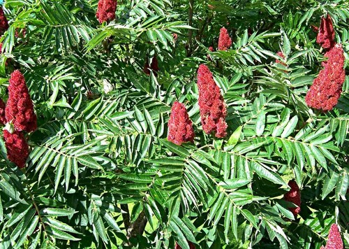 Samen essigbaum - samen,