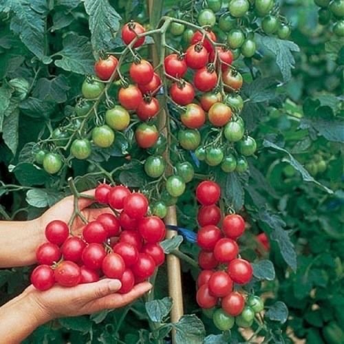 Tomaten samen sweet million - samen,