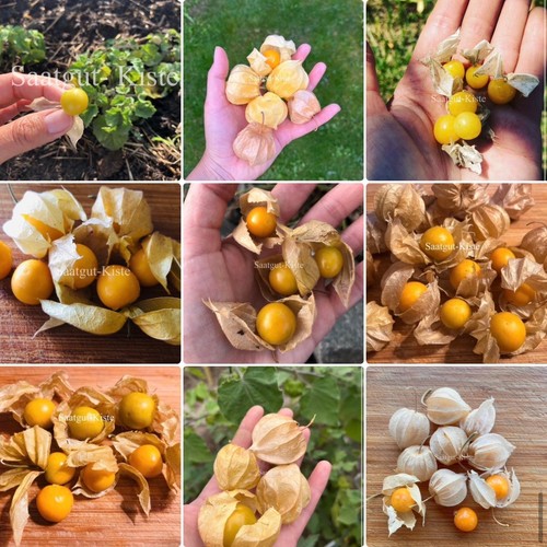Physalis samen set 8 sorten - 8,