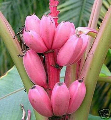 Samen tolle rosa banane - samen,
