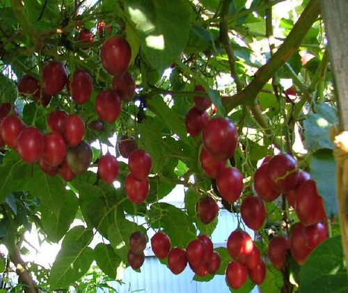 Tamarillo samen baumtomate - tamarillo, samen,