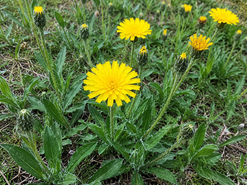 Hieracium pilosella 400 - pilosella,,