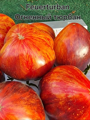 Tomatensamen feuerturban - tomatensamen,