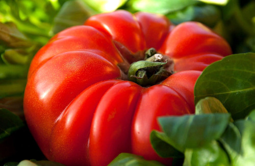 Tomate ochsenherz - ochsenherz,
