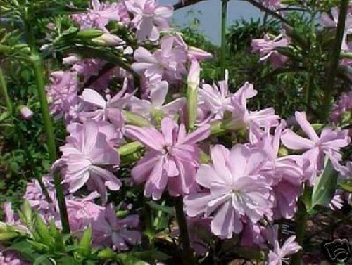 Samen seifenblume extrem - samen,