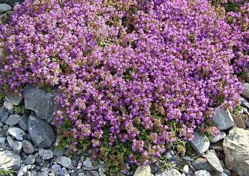 Sand thymian feld - sand-thymian,, feld-thymian