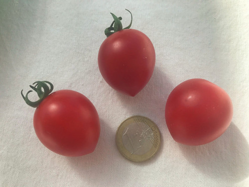 Ruthje tomate cocktailtomate - tomate,