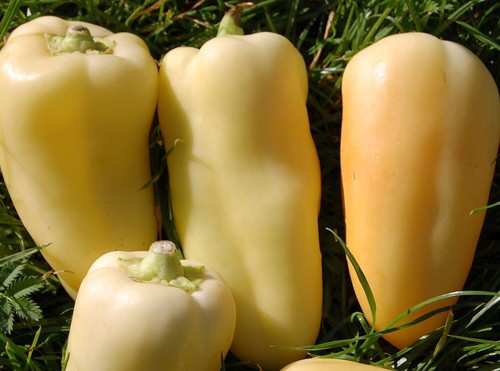 Samen ungarische paprika - samen,