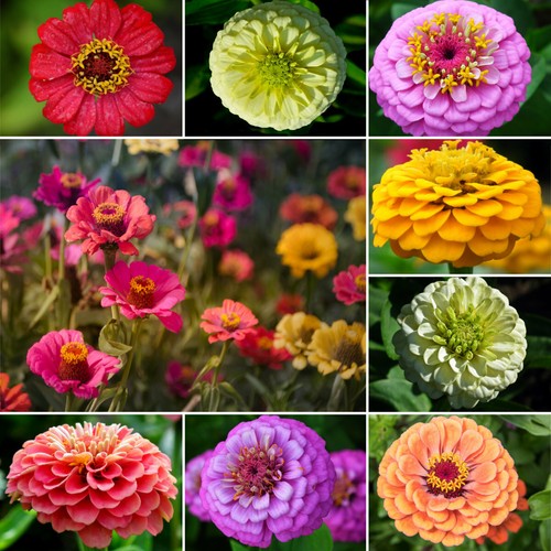 100 samen riesen zinnien - riesen,