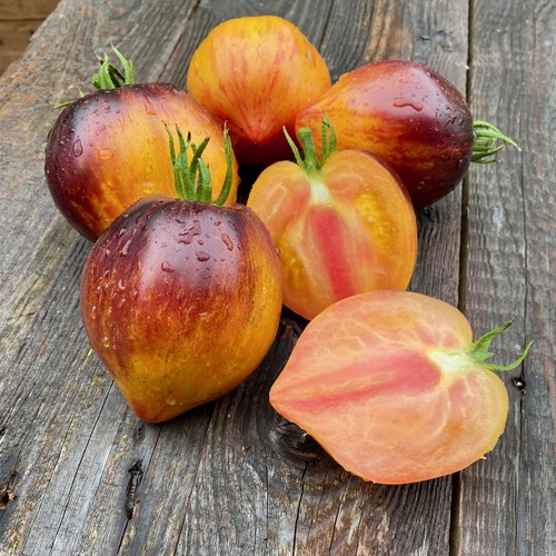 Tomate sofias sweet caramel - caramel, ·