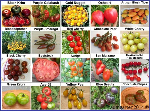 Tomate set tomatensamen 20 - ,