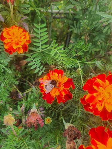 100 samen studentenblume - 100,