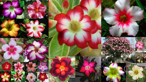 50 gemischte samen - -,