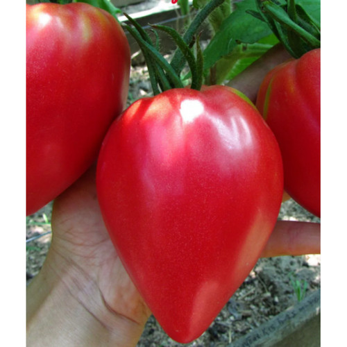 Samen tomate - 🍅,