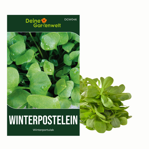 Winterpostelein winterportulak - winterpostelein,