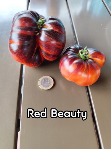 Tomatensamen red beauty - red,